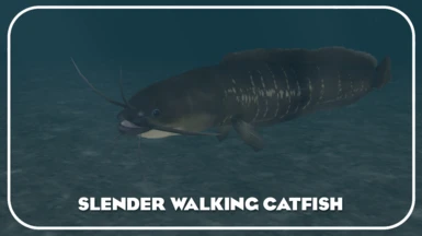 Slender Walking Catfish (New Ambient)