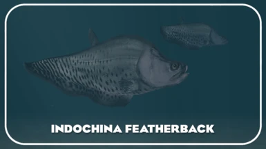 Indochina Featherback (New Species)