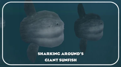 Giant Sunfish (New Species) - Mola alexandrini