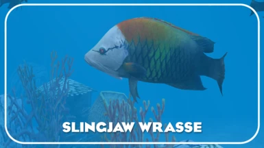 Slingjaw Wrasse (New Ambient)