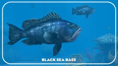 Black Sea Bass (New Ambient)
