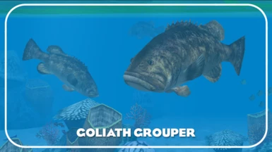 Goliath Grouper (New Species)