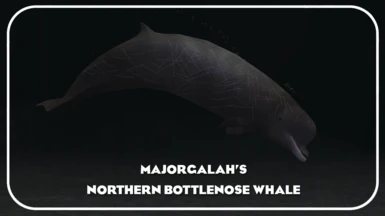 Northern Bottlenose Whale (New Species) - MajorGalah