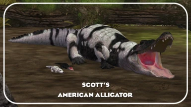 American Alligator (Scott)