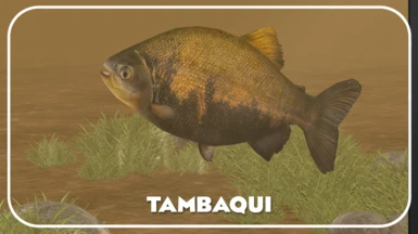 Tambaqui (New Species) - Freshwater