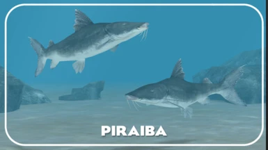 Piraiba (New Species) - Freshwater