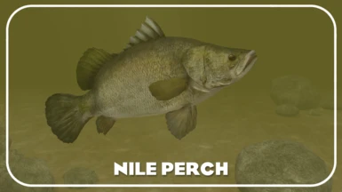 Nile Perch (New Species) - Realistic