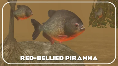 Red bellied Piranha (New Species)
