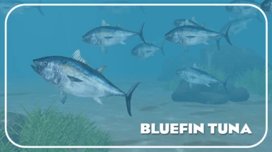 Atlantic Bluefin Tuna (New Species) - Yellowish