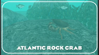 Rock Crab (Placeable Ambient)