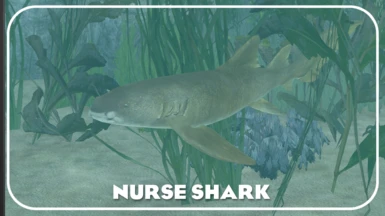 Nurse Shark (New Species) - Coastal