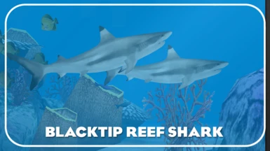 Blacktip Reef Shark (New Specis)