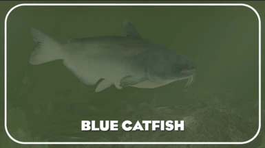 Blue Catfish (New Species)