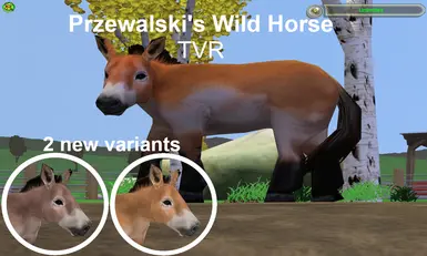 Przewalski's Wild Horse Remake