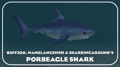 Porbeagle Shark (New Species)