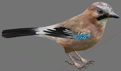 Eurasian Jay