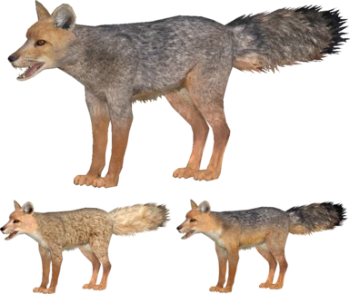 Culpeo fox variants