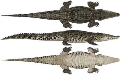 Crocodylia