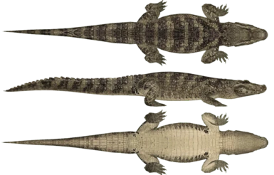 Broad-Snouted caiman