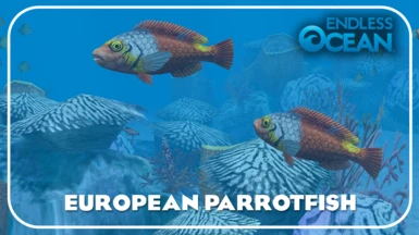 European Parrotfish (New Species) Mediterranean Parrotfish