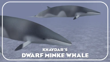 Dwarf Minke Whale (New Species)
