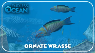 Ornate Wrasse (New Species)