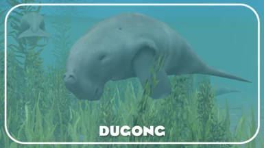 Dugong (New Species)