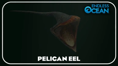Pelican Eel (New Species)