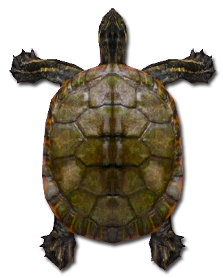 Alabama Red bellied Cooter Download PNG