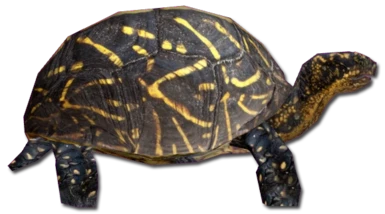 Florida Box Turtle Download