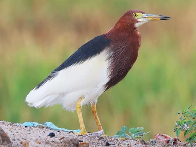 Skin inspired by the Chinese Pond Heron