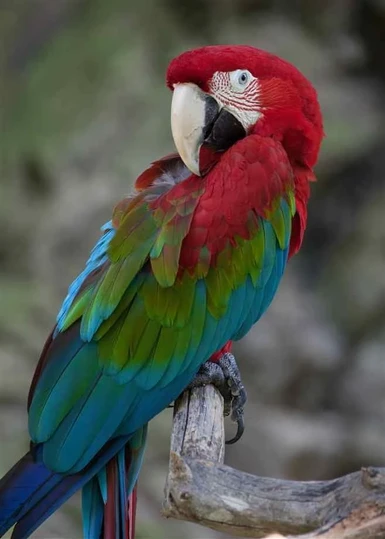 Skin inspired by the Green Winged Macaw