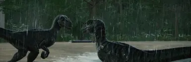 Raptors in the rain.