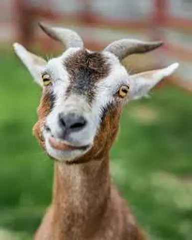 Goat