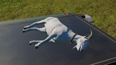 Goat carnivore feeder replacement