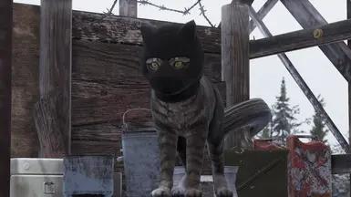 Balaclava cat