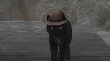 Cowboy cat