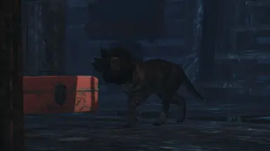 NVG cat
