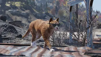 Sunglass cat