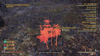 Firecracker Berry