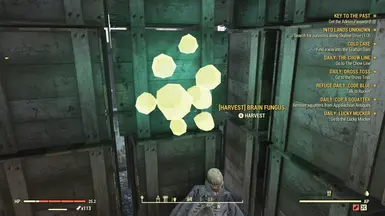 Brain Fungus