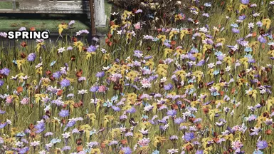 Big Bloom Spring