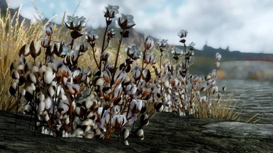 Tundra cotton