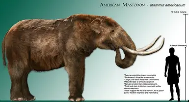 A Shadow Priest and his Mastodon