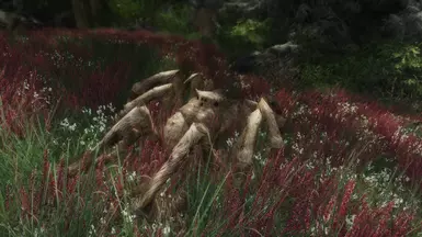 Desert Spiders