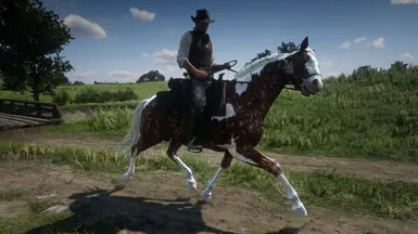Palomino dapple pinto