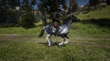 Blue roan pinto 1.1