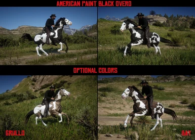 American Paint - Black Overo