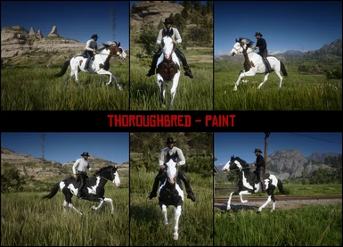 Thoroughbred - Paint 