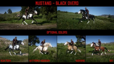 Mustang - Black Overo